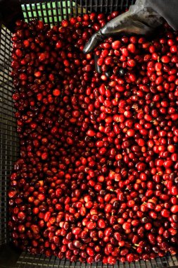 Sepette taze kahve çekirdeği.