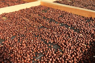 Kahve çekirdekleri güneşte kuruyor.  