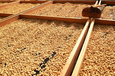 Güneşte kuruyan kahve çekirdeklerini kapat.           