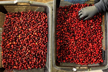 Sepette taze kahve çekirdeği.