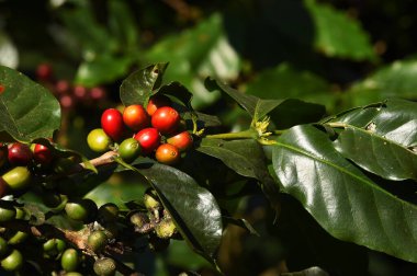 Ağaçta olgunlaşan kahve çekirdekleri            
