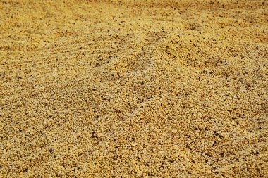 Güneşte kuruyan kahve çekirdeklerini kapat.           