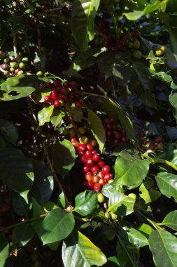 Ağaçta olgunlaşan kahve çekirdekleri             