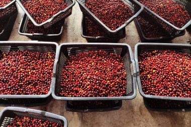 Sepette taze kahve çekirdeği.