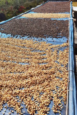 Güneşte kuruyan kahve çekirdeklerini kapat.           