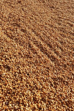 Güneşte kuruyan kahve çekirdeklerini kapat.           