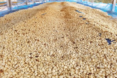 Güneşte kuruyan kahve çekirdeklerini kapat.           