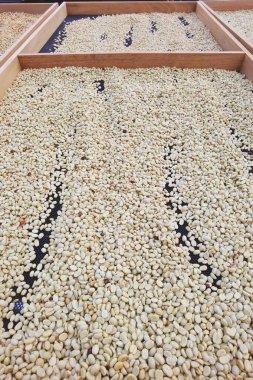 Güneşte kuruyan kahve çekirdeklerini kapat.           