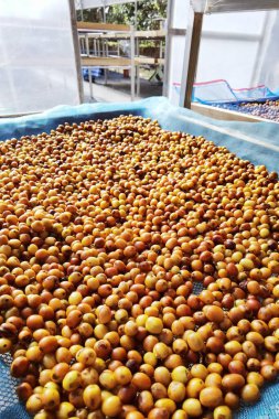 Kahve çekirdekleri güneşte kuruyor.  