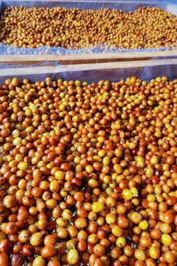 Kahve çekirdekleri güneşte kuruyor.  