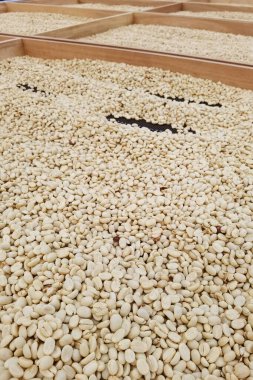 Güneşte kuruyan kahve çekirdeklerini kapat.           