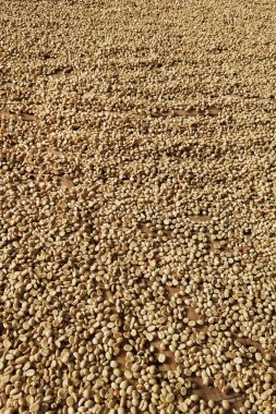 Güneşte kuruyan kahve çekirdeklerini kapat.           