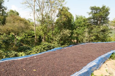 Kahve çekirdekleri güneşte kuruyor.  