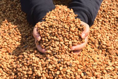 Kurutulmuş kahve çekirdeği.