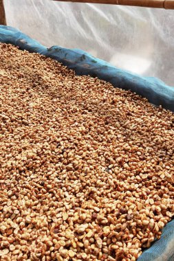 Güneşte kuruyan kahve çekirdeklerini kapat.           