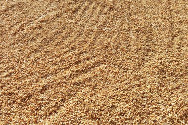 Güneşte kuruyan kahve çekirdeklerini kapat.           