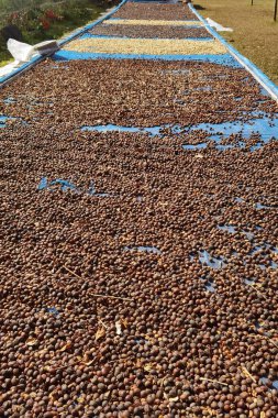 Kahve çekirdekleri güneşte kuruyor.  