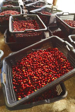 Sepette taze kahve çekirdeği.