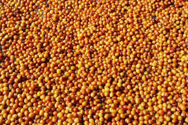 Arka plan için taze kahve çekirdeklerini kapatın.                 