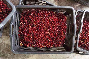 Sepette taze kahve çekirdeği.