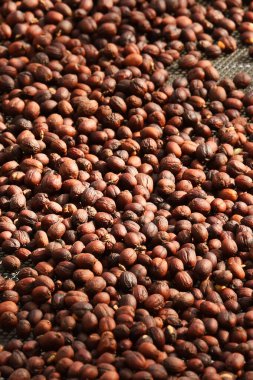 Kahve çekirdekleri güneşte kuruyor.  