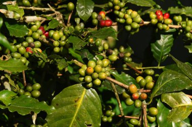Ağaçta olgunlaşan kahve çekirdekleri             