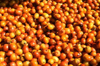 Arka plan için taze kahve çekirdeklerini kapatın.                 