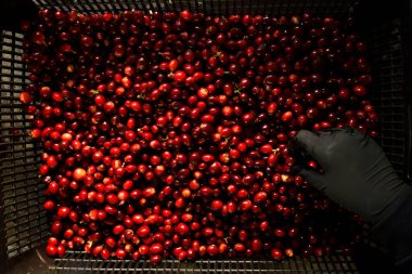 Sepette taze kahve çekirdeği.