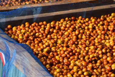 Arka plan için taze kahve çekirdeklerini kapatın.                 