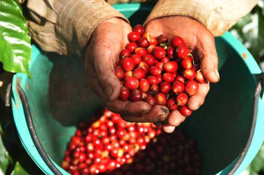 Elinizdeki taze kahve çekirdeklerini kapatın. 