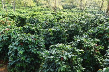 Ağaçta olgunlaşan kahve çekirdekleri             