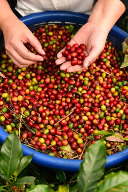 Elinizdeki taze kahve çekirdeklerini kapatın. 