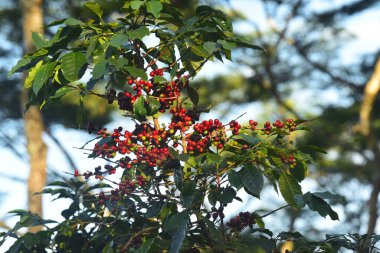 Ağaçta olgunlaşan kahve çekirdekleri             