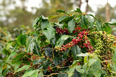 Ağaçta olgunlaşan kahve çekirdekleri             