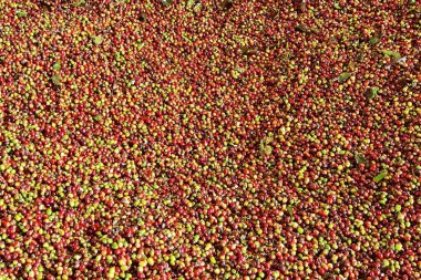 Arka plan için taze kahve çekirdeklerini kapatın.                 