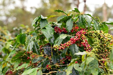 Ağaçta olgunlaşan kahve çekirdekleri             