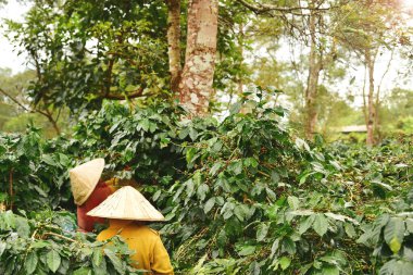 Kahve tarlasında kahve çekirdekleri.