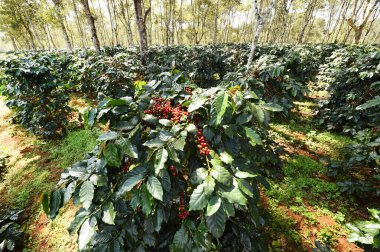 Ağaçta olgunlaşan kahve çekirdekleri             