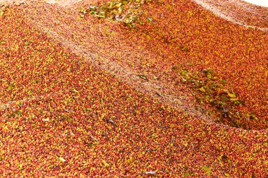 Arka plan için taze kahve çekirdeklerini kapatın.                 