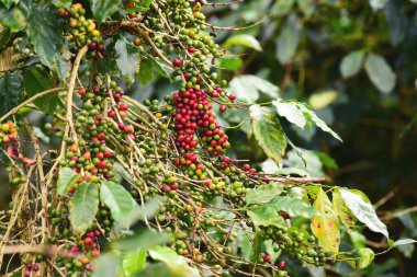 Ağaçta olgunlaşan kahve çekirdekleri             