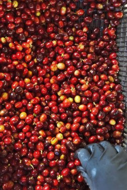 Sepette taze kahve çekirdeği.