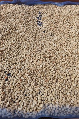 Güneşte kuruyan kahve çekirdeklerini kapat.           