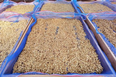 Güneşte kuruyan kahve çekirdeklerini kapat.           