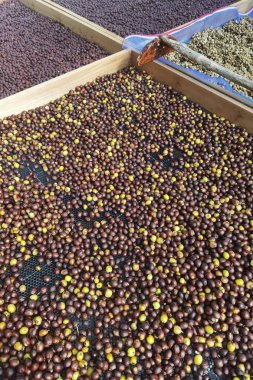 Kahve çekirdekleri güneşte kuruyor.  