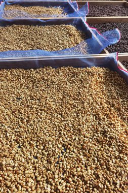 Güneşte kuruyan kahve çekirdeklerini kapat.           