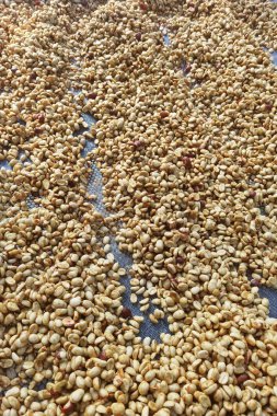 Güneşte kuruyan kahve çekirdeklerini kapat.           