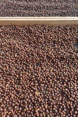 Kahve çekirdekleri güneşte kuruyor.  