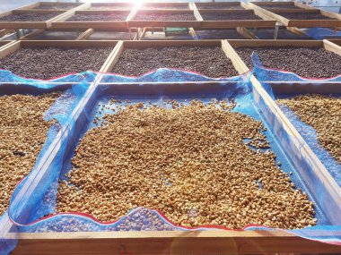 Güneşte kuruyan kahve çekirdeklerini kapat.           