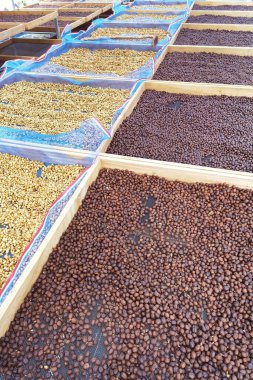 Kahve çekirdekleri güneşte kuruyor.  