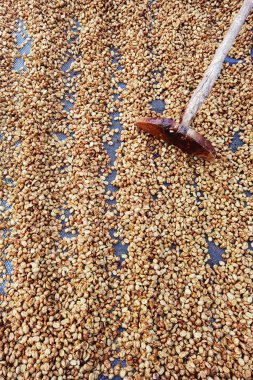 Güneşte kuruyan kahve çekirdeklerini kapat.           